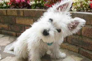 West highland white terrier pas. Opis, karakter i njegu za west highland bijeli terijer